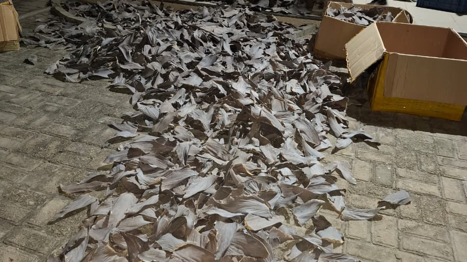 Foto: Divulgação/PC-PI